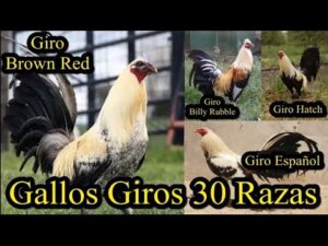 Tipos De Gallos Giros • TIPOSDE
